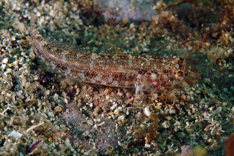 juvenile Gobius cruentatus (zona Porto Badisco LE)